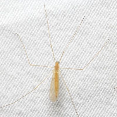 Crane Fly, Dicranomyia sp. (Limoniidae: Limoniini)