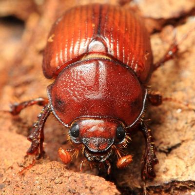Earth-boring Scarab, Odonteus liebecki (Geotrupidae: Bolboceratinae)