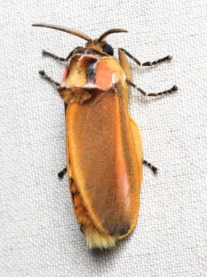 Flannel Moth, Endobrachys revocans (Megalopygidae: Trosiinae)
