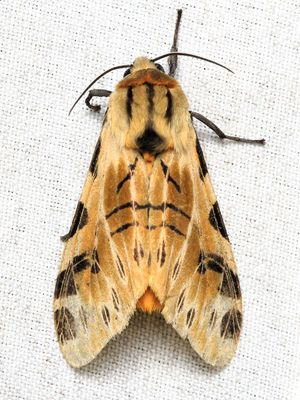 Leopard Moth, Hypercompe nemophila (Erebidae: Arctiinae)