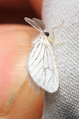 Repnoa sp. (Megalopygidae: Trosiinae)