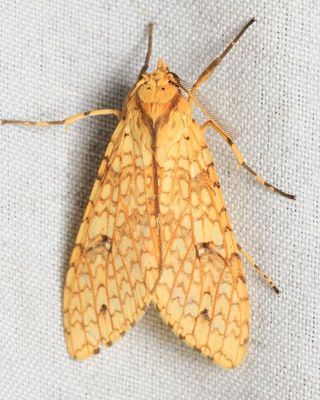 Tussock Moth, Lophocampa distincta (Erebidae: Arctiinae)