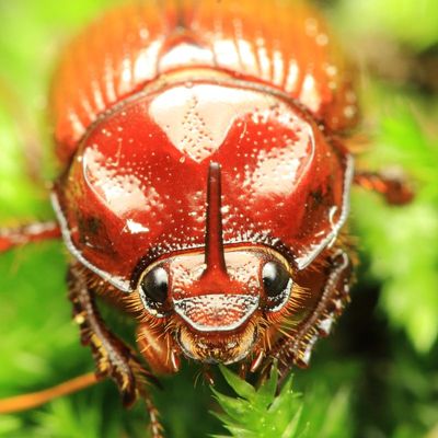 Earth-boring Scarab, Odonteus liebecki (Geotrupidae: Bolboceratinae)