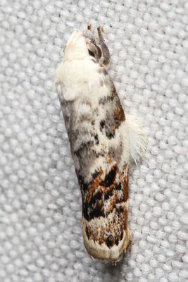 Concealer Moth, Eomichla sp. (Oecophoridae)