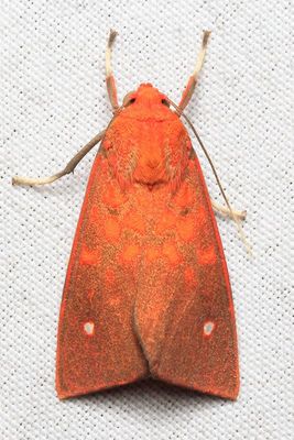 Tiger Moth, Melese intensa (Erebidae: Arctiinae)