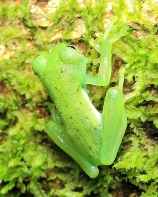 Nymphargus sp. (Centrolenidae)