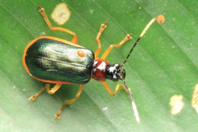 Leaf Beetle (Chrysomelidae: Galerucinae: Diabroticina)