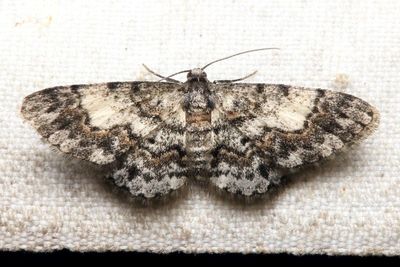 Hymenomima sp. (Geometridae: Ennominae)