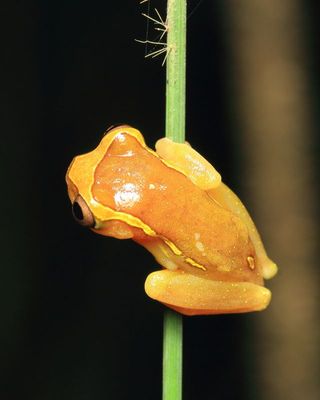 Upper Amazon Tree Frog, Dendropsophus bifurcus (Hylidae)