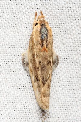 Concealer Moth, Eomichla sp. (Oecophoridae)
