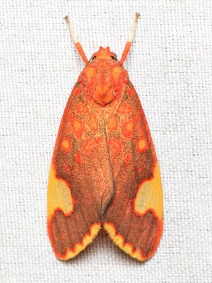 Tiger Moth, Melese peruviana (Erebidae: Arctiinae)