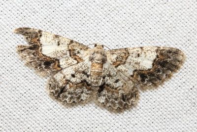 Hymenomima sp. (Geometridae: Ennominae)