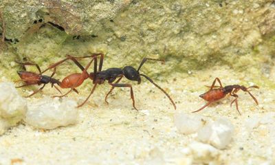 Ecitophya sp. (Staphylinidae: Aleocharinae)