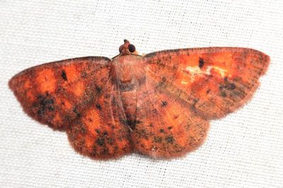 Ilexia cf. (Geometridae: Ennominae)
