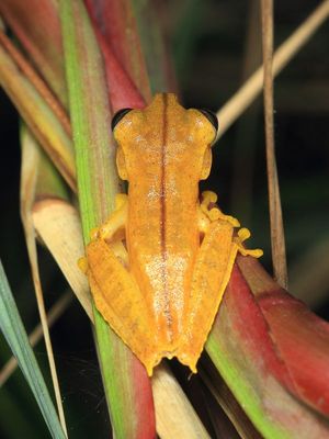 Almendariz's Tree Frog, Boana almendarizae (Hylidae)