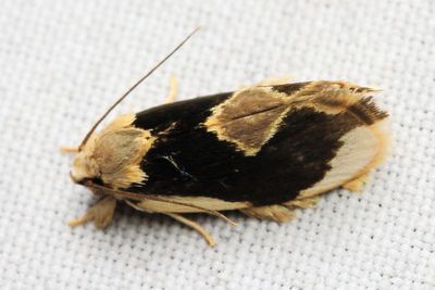 Concealer Moth, Stenoma adytodes (Oecophoridae)