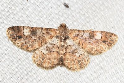 Iridopsis cinerascens (Geometridae: Ennominae)