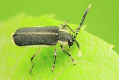 Leaf Beetle, Schematiza cf. (Chrysomelidae: Galerucinae)