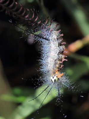 Giant Silk Worm, Gamelia sp. (Saturniidae: Hemileucinae)