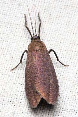 False Burnet Moth, Urodus sp. (Urodidae)