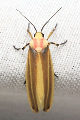 Lichen Moth, Rhabdatomis sp. (Erebidae: Arctiinae: Lithosiini)