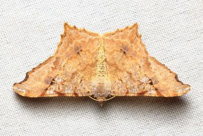 Angle Moth, Macaria achetata (Geometridae: Ennominae)