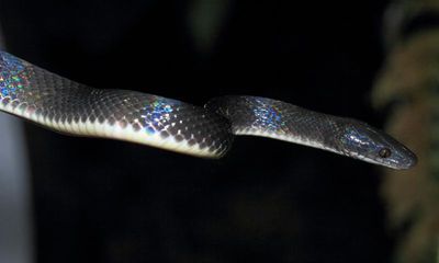 Forest Flame Snake, Oxyrhopus petolarius (Colubridae)