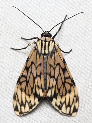 Theages sp. (Erebidae: Arctiinae)