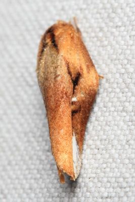 Lepidoptera, unknown
