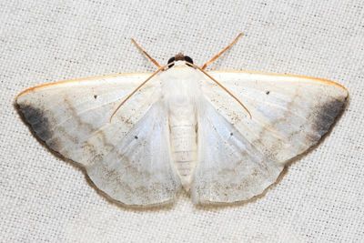 Lomographa nubimargo (Geometridae: Ennominae)