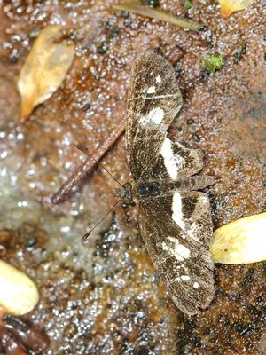 Castilia sp. (Nymphalidae)