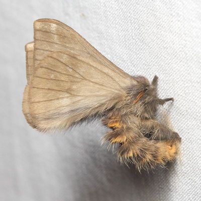 Hylesia nr. nigricans (Saturniidae: Hemileucinae)