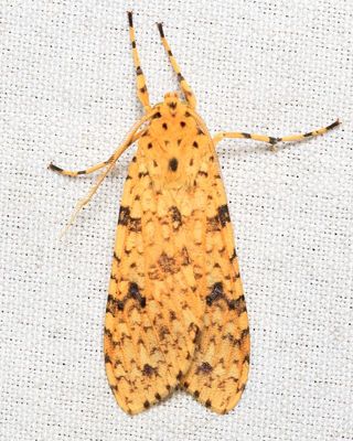 Tussock Moth, Lophocampa dognini (Erebidae: Arctiinae)