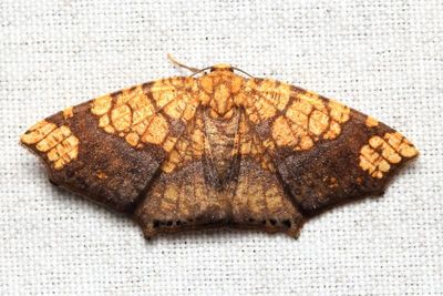 Spanworm Moth, Nematocampa completa (Geometridae: Ennominae)