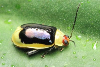 Flea Beetle, Asphaera boliviensis (Chrysomelidae: Galerucinae)