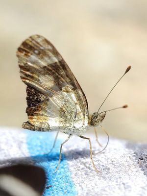 Castilia sp. (Nymphalidae)