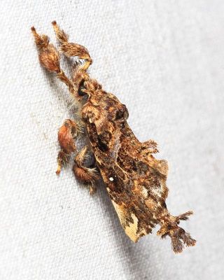 Tamphana sp. (Bombycidae: Epiinae)