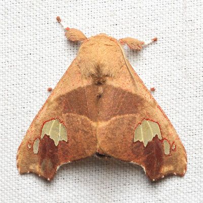 Zatrephes haxairei (Erebidae: Arctiinae)