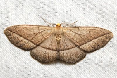 Nephodia secturata (Geometridae: Ennominae)