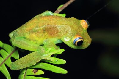 Rough-skinned Green Tree Frog, Boana cinerascens (Hylidae)
