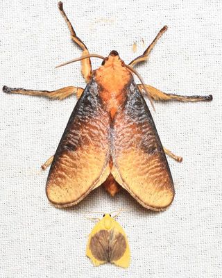 Ulamia sericea (Limacodidae) & Pronola magniplaga (Erebidae)