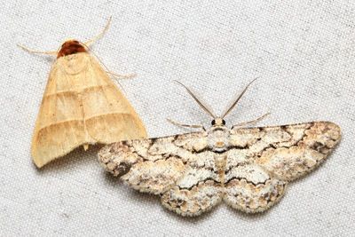 Hymenomima memor (Geometridae) & Noctuoid moth