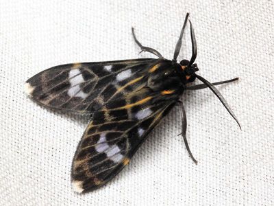 Heliura sp. (Erebidae: Arctiinae)
