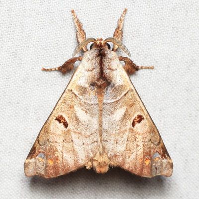 Pantelodes sp. (Apatelodidae)