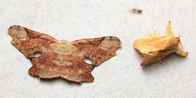 Crypsicoela sp. (Uraniidae) & Talima sp. (Limacodidae)