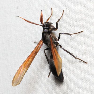 Pseudosphex ichneumonea (Erebidae: Arctiinae)