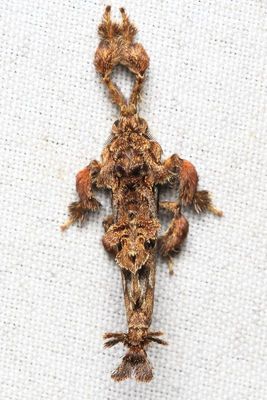 Tamphana sp. (Bombycidae: Epiinae)