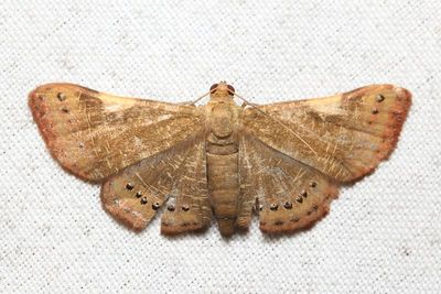 Aplogompha sp. (Geometridae: Ennominae)