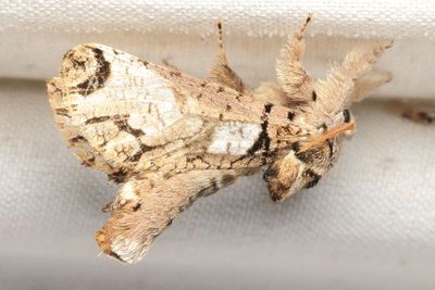 Inguromorpha sp. (Cossidae: Hypoptinae)