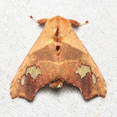 Zatrephes haxairei (Erebidae: Arctiinae)